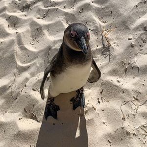 Meet your Posher, Sue